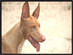 Pies faraona, postawione, uszy